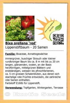 Bixa orellana 'red', Lippenstiftbaum, Annattostrauch, Orleans Tree, 20 Samen